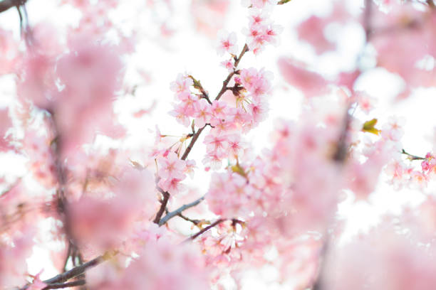 istock Kawazu cherry blossoms 1384693186
