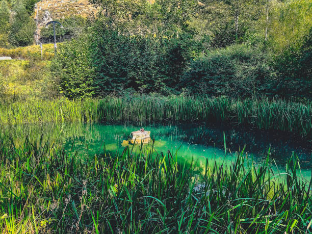 A duck on a stone in a pond.