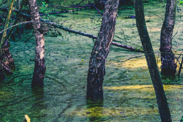 A bog in very hot weather.