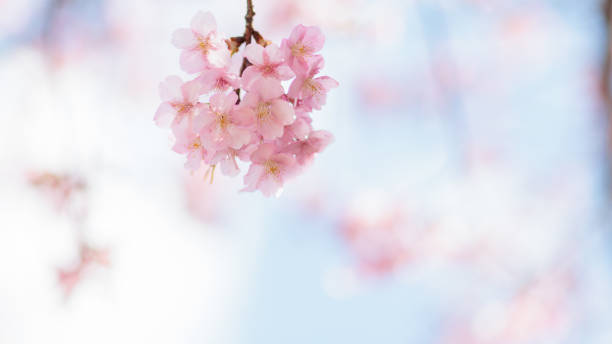 istock Kawazu cherry blossoms 1384693850