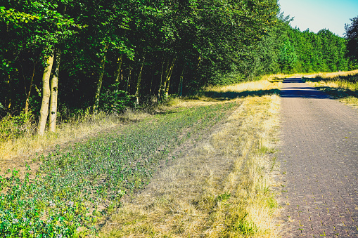 A path next to a dry field with trees.