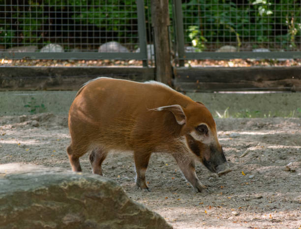 istock Red River Hog at the Zoo 1384694913