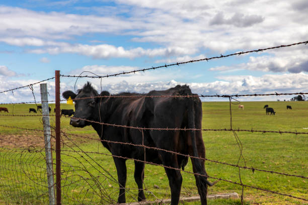 Dairy Cow from behined Barbed wire