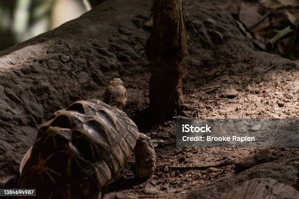Aldabra Tortoise Stock Photo - Download Image Now - Turtle, Aldabra Tortoise, Animal