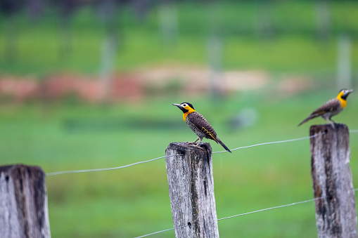 Typical birds of the Cerrado in Pantanal Wetlands