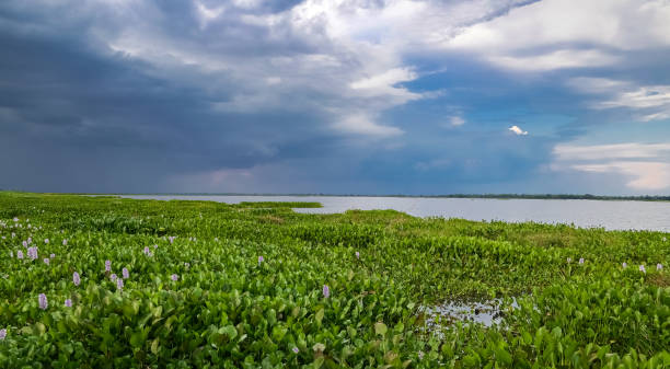 istock Dramatic sky over a lagoon in the Pantanal Wetlands 1384695649