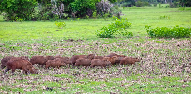 istock Flock of Capybaras foraging 1384695657