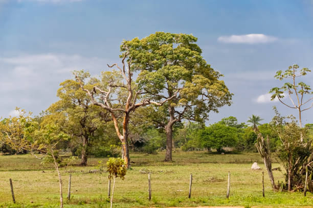 Rural landscape with a big tree in center against blue sky and white clouds