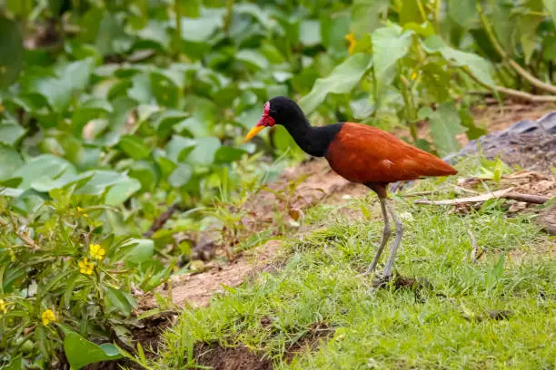 Photo of Wattled Jacana foraging