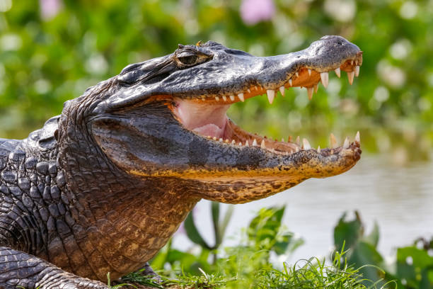 istock Black Caiman profile with open mouth in Pantanal Wetlands 1384695741