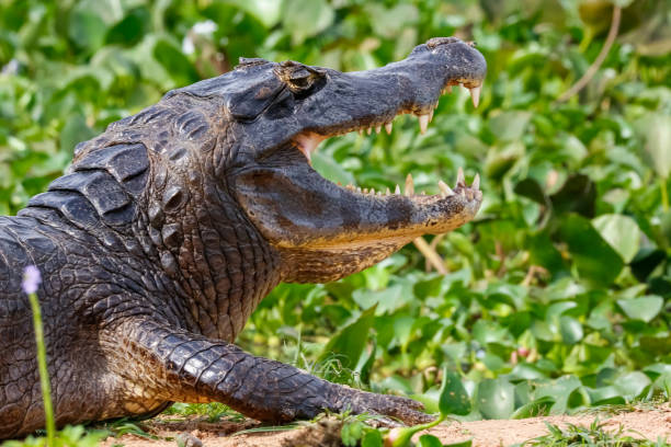istock Black Caiman profile with open mouth in Pantanal Wetlands 1384695742