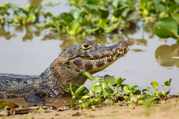istock Side view of a Black Caiman at water´s edge 1384695743