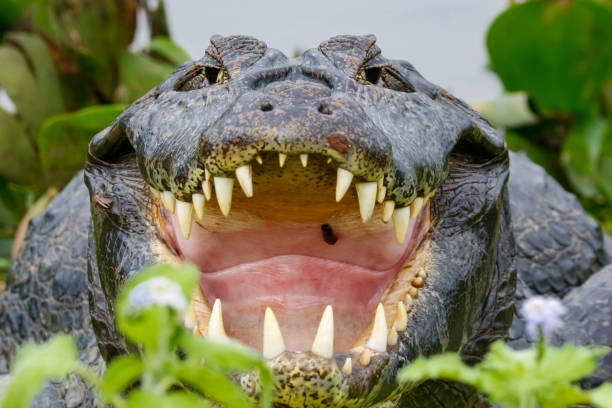 istock Close-Up front view of a big Black Caiman with open maw 1384695781