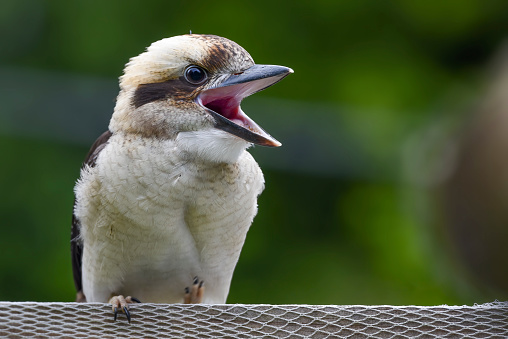 unique rare wildlife of australian rainforest