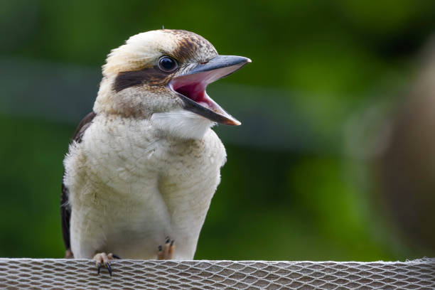 Baby Kookaburra (Dacelo novaeguineae) stock photo