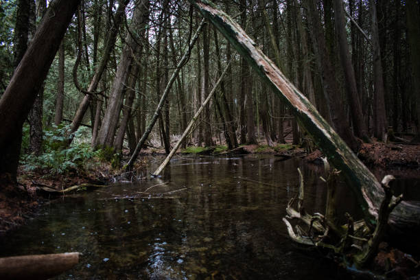 Swamp in the woods