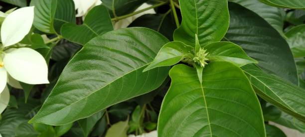 istock Fresh Green leaves in the morning 1384701253
