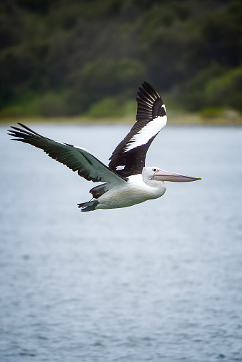 Pelican with wings spread flying across a blue sky