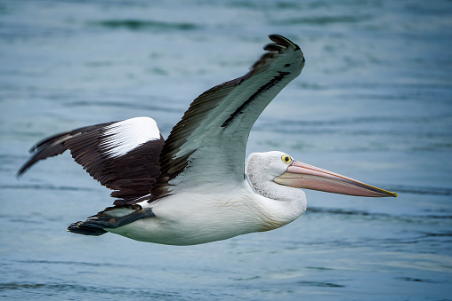 Pelican with wings spread flying across a blue sky