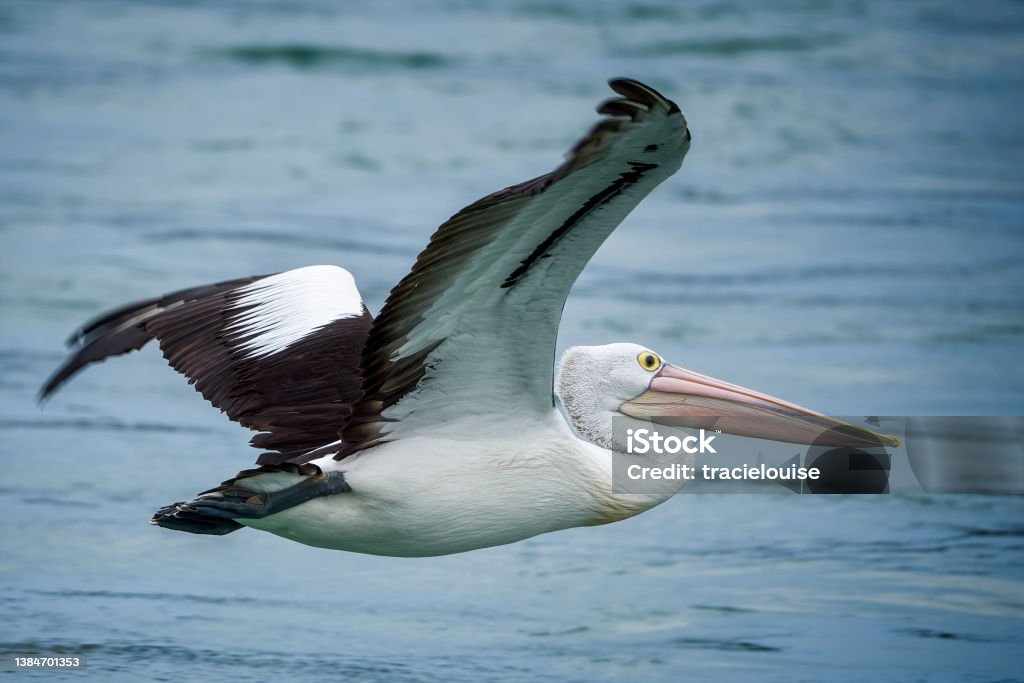 Pelican in Flight Pelican with wings spread flying across a blue sky Bird Stock Photo