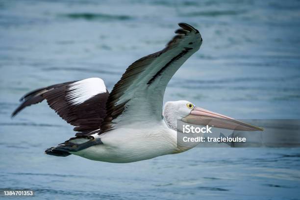Pelican In Flight Stock Photo - Download Image Now - Bird, Pelican, Animal Wing