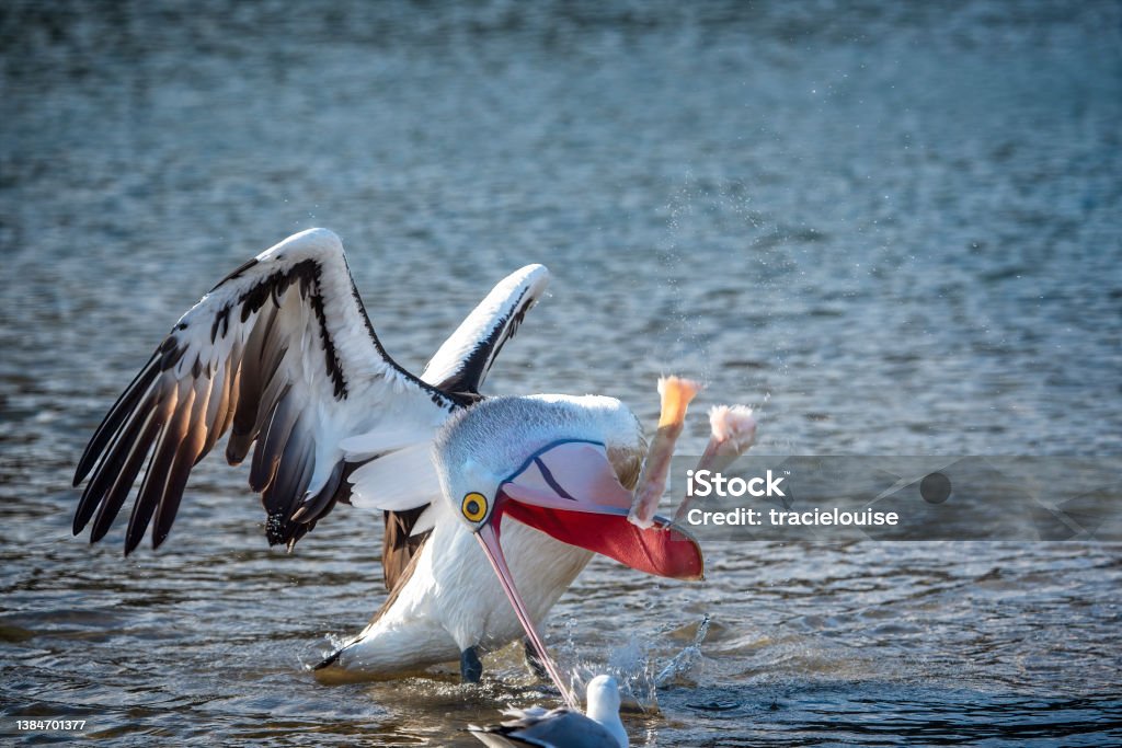 Australian Pelican (Pelecanus conspicillatus) Pelican swimming in the water eating fish scraps in the Gippsland Lakes Pelican Stock Photo