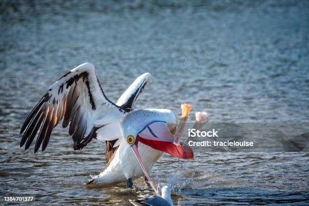 Australian Pelican Stock Photo - Download Image Now - Pelican, Animal Wing, Australia