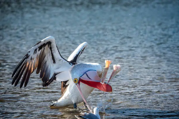 Pelican swimming in the water eating fish scraps in the Gippsland Lakes