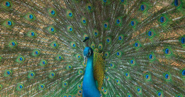 istock Green Peafowl , A bird with very beautiful feathers. 1384702735
