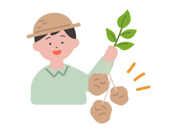 illustrations, cliparts, dessins animés et icônes de illustration d’un garçon aimant creuser des pommes de terre - raw potato farm agriculture farm worker