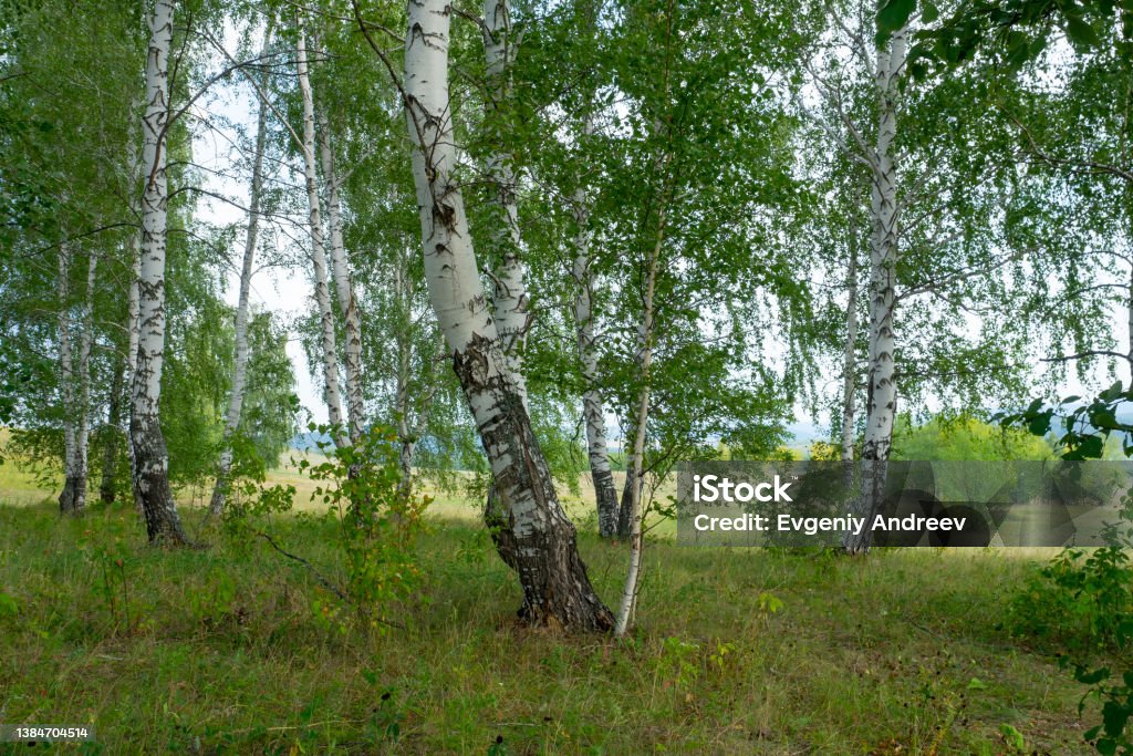 Birch forest, grove. Trees with white bark and green foliage. Summer Russian landscape. Animal Wildlife Stock Photo