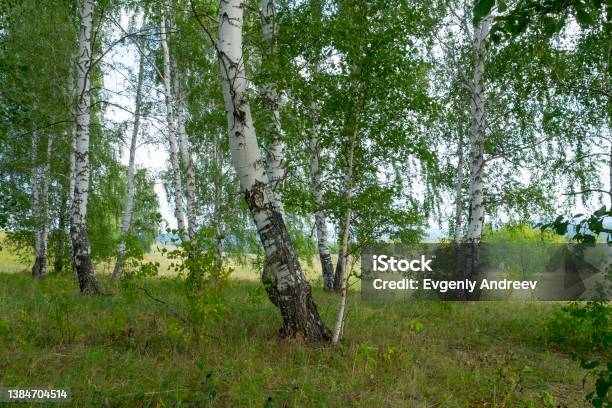 Birch Forest Grove Trees With White Bark And Green Foliage Summer Russian Landscape Stock Photo - Download Image Now