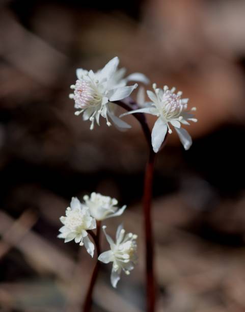 istock Coptis japonca var.dissecta 1384709142