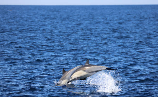 Dolphin Jumping in the water stock photo