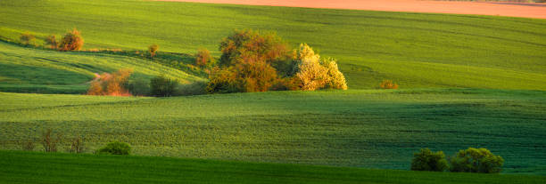 panorama of a green field in spring scenery - poland rural scene scenics pasture imagens e fotografias de stock