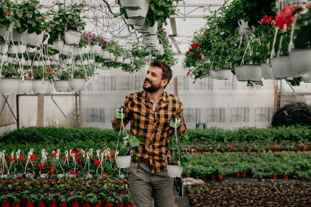 istock Working in a greenhouse is my joy 1384724464