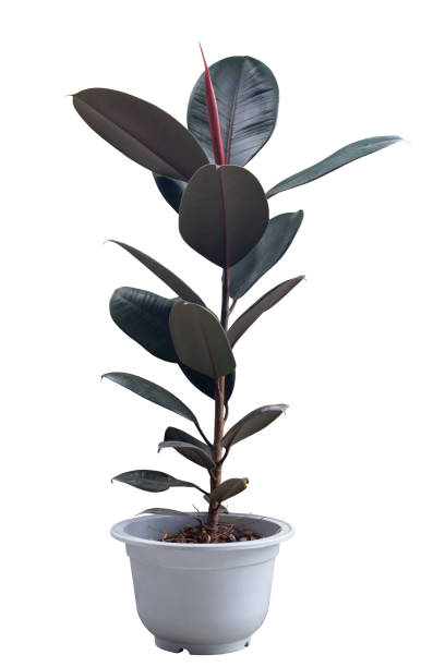 istock Decora Tree, Indian Rubber Tree or Ficus elastica Roxb. Ex Hornem growing in white plastic pot isolated on white background included clipping path. 1384728077