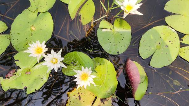 flores de lilly - lotus reflection flower single flower - fotografias e filmes do acervo