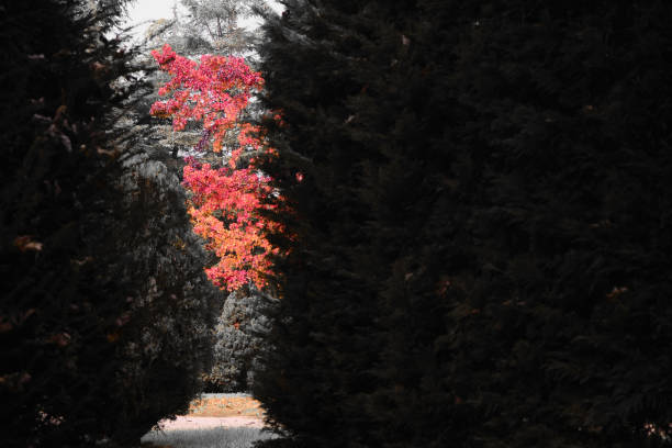 Colorful tree, narrow view of orange and red color leaf of tree at botanical park