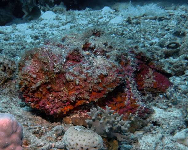 紅海のリーフストーンフィッシュ(シナンシア・ベルコサ) - red sea taba sand reef ストックフォトと画像