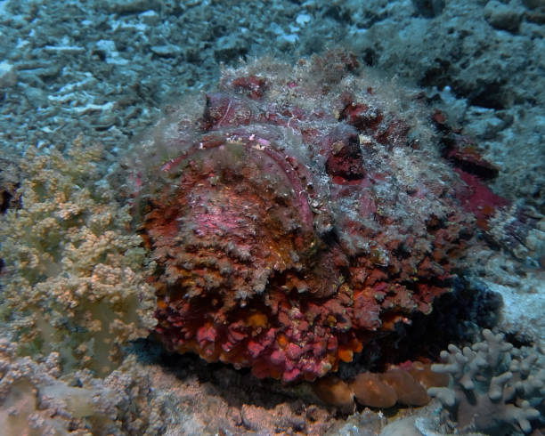 poisson-pierre de récif (synanceia verrucosa) dans la mer rouge - red sea taba sand reef photos et images de collection