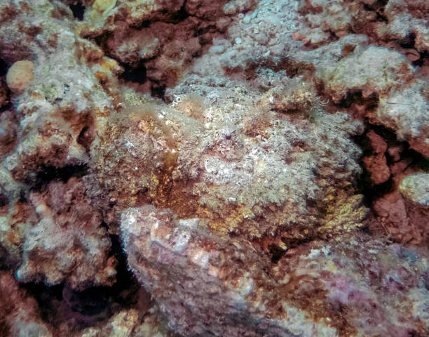 紅海のリーフストーンフィッシュ(シナンシア・ベルコサ) - red sea taba sand reef ストックフォトと画像