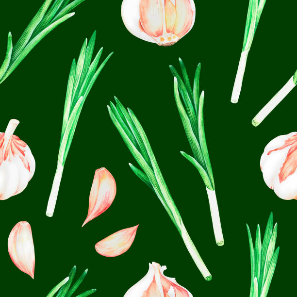 ilustrações, clipart, desenhos animados e ícones de alho e cebola verde. ilustração vintage aquarela. isolado em um fundo verde. para design. - chive onion spring onion garlic