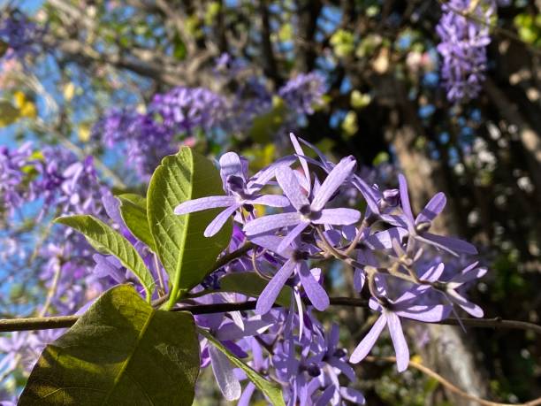 istock Selected focus for purple Fhlox Flower 1384735732
