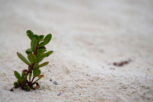 Close up on a little plant grow up on sand