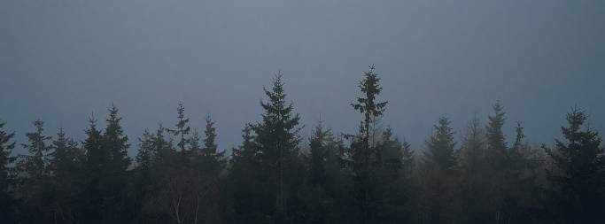 Silhouette of pine forest with mist, moody foggy forest landscape, nature background