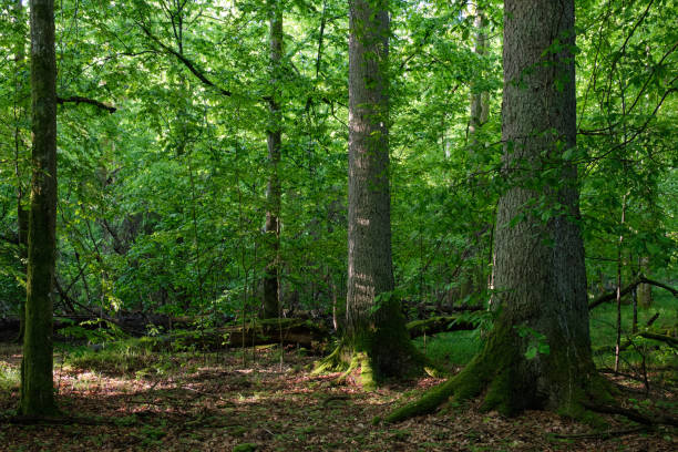 istock Sunbeam entering rich deciduous forest 1384737386