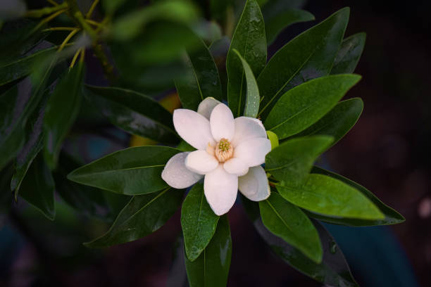 istock Magnolia Virginiana (Sweet Bay) 1384738983