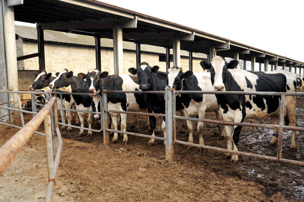 Shot of a herd of cows in an enclosure at a dairy farm