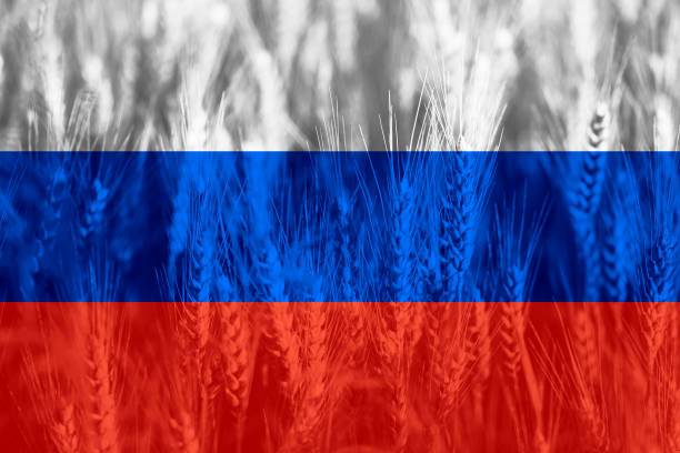 istock Wheat price increase in Russia 1384756190